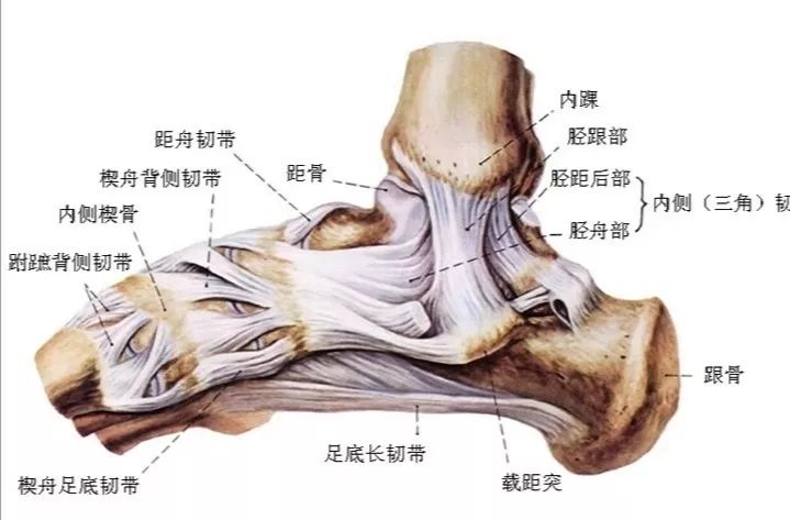 "肌骨"传声——足踝损伤之诊断篇